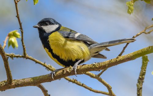 Free A vivid image of a Great Tit (Parus major) perched on a tree branch. Stock Photo