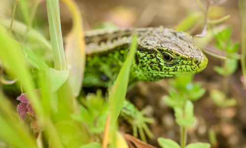 Free Detailed macro photo of a sand lizard (Lacerta agilis) in its natural environment. Stock Photo