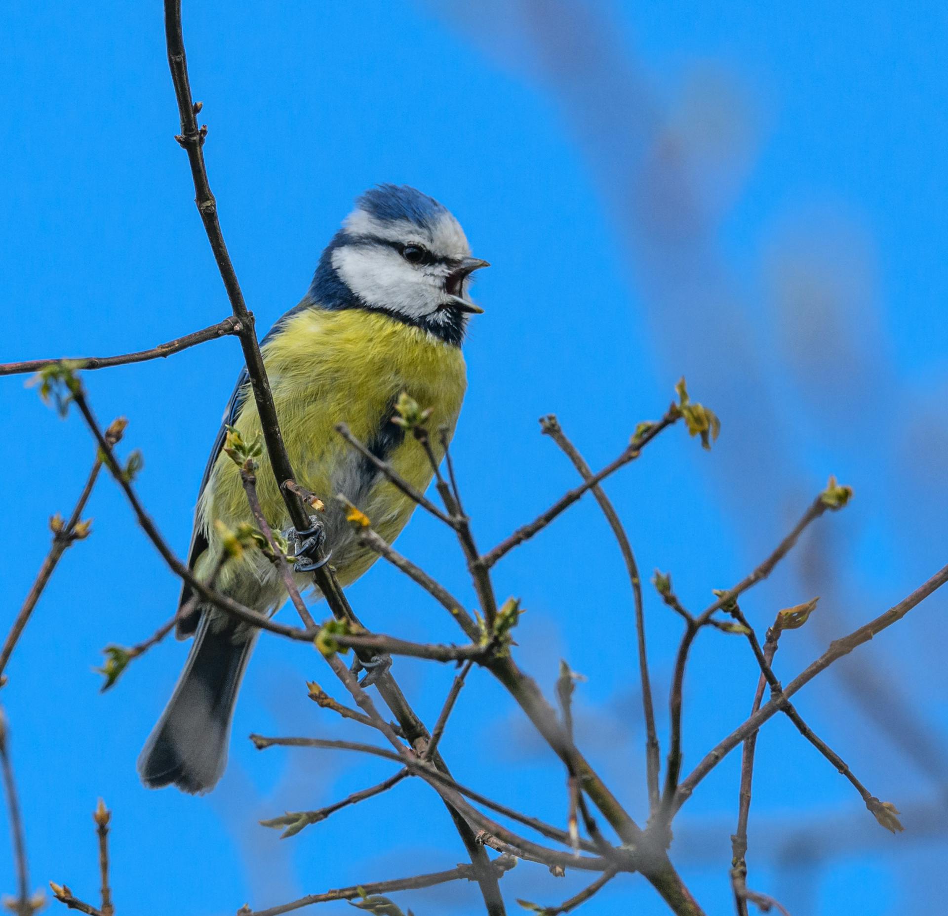 Eurasian blue tit (Cyanistes caeruleus) bird on branch singing