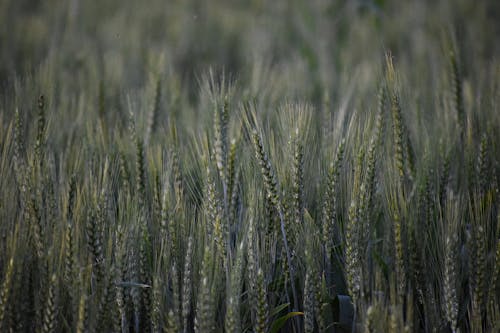 增長, 小麥, 特寫 的 免費圖庫相片