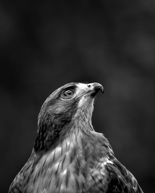 A Red-Tailed Hawk