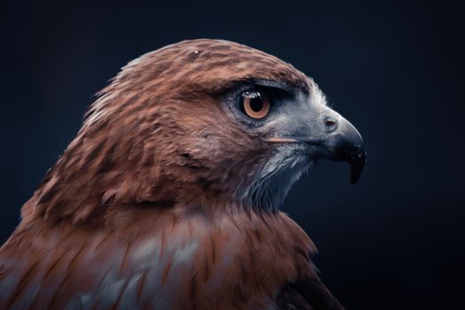 Stunning close-up of a golden eagle showcasing its intricate plumage and powerful gaze.