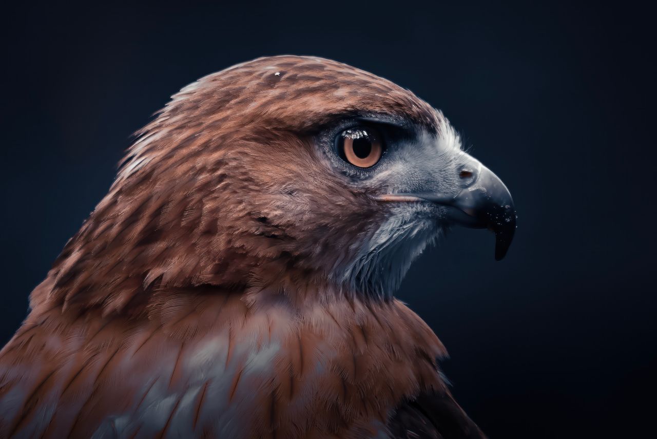 stunning close up of a golden eagle showcasing its intricate plumage a