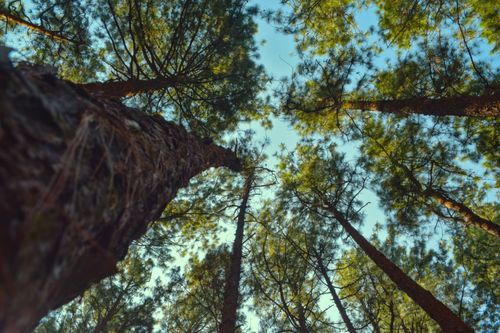 Free Pine Tree Stock Photo