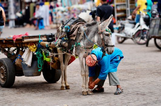 A person attends to a donkey attached to a wooden cart in Marrakesh, capturing daily life.
