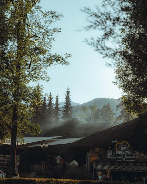 Kostenloses Stock Foto zu bäume, freizeit, kiefern