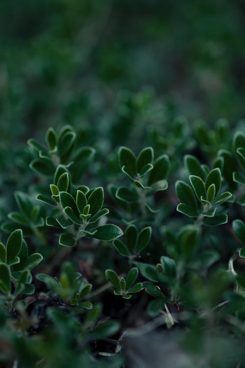 Close-up of a Green Plant