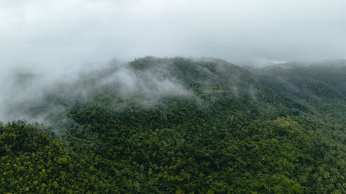 Cloud over Deep, Green Forest