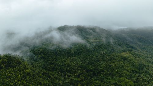 Free Aerial view of a misty forest in Dapa, Philippines, showcasing lush greenery. Stock Photo