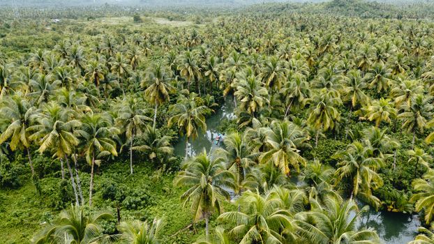 Aerial view of a dense palm forest over a river in Dapa, Caraga. Vibrant tropical scenery.
