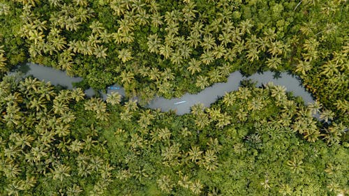 River in Deep, Tropical Forest