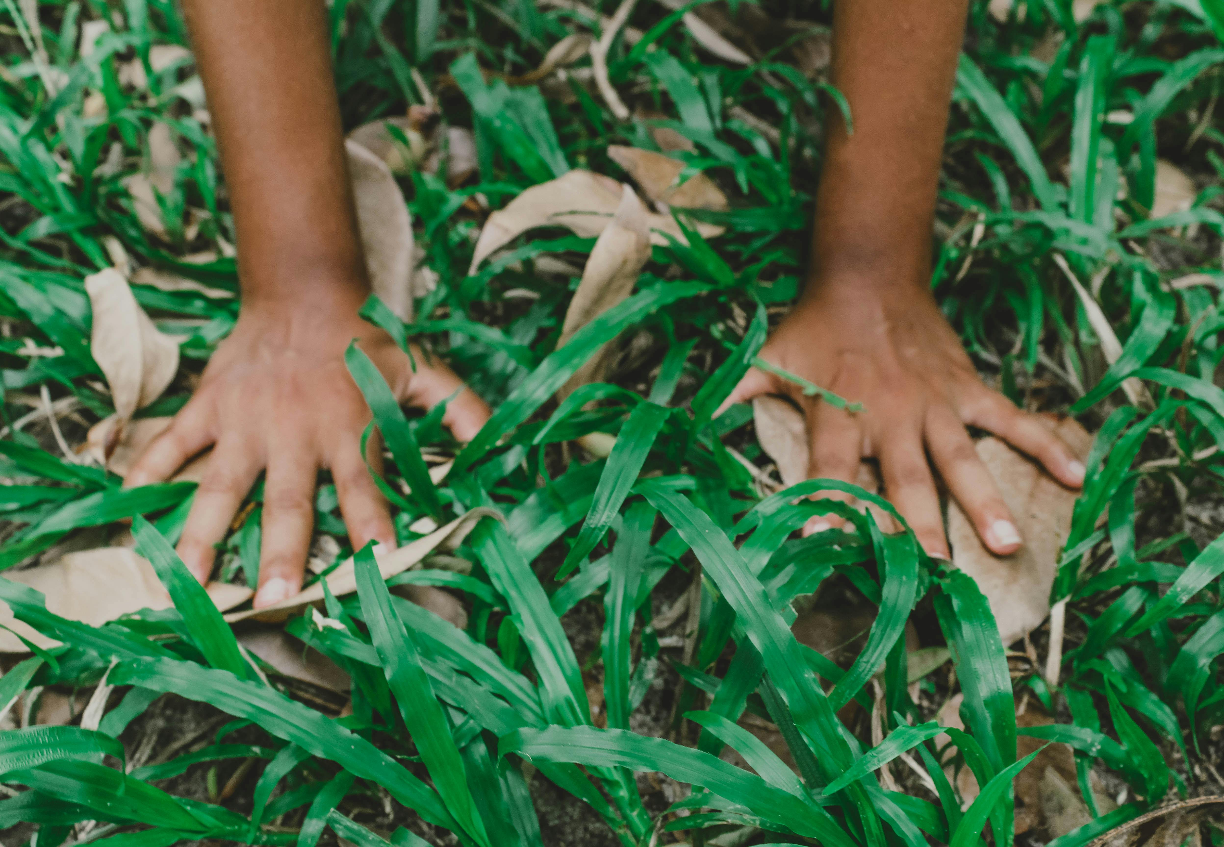 Free stock photo of blade of grass, green, hands