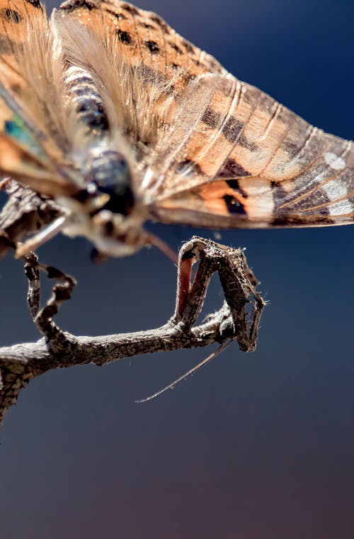 Butterfly on a stickinsect