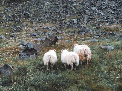 Kostenloses Stock Foto zu außerorts, bauernhof, ernährung