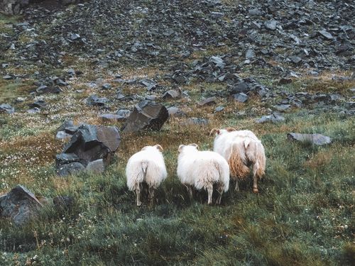 Free Three Icelandic sheep grazing in a rocky, green pasture, showcasing rural Icelandic landscape. Stock Photo