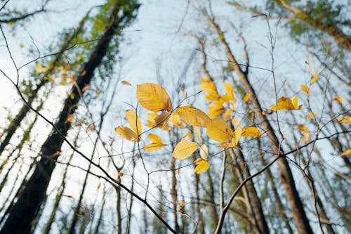 Kostenloses Stock Foto zu bäume, blätter, herbst