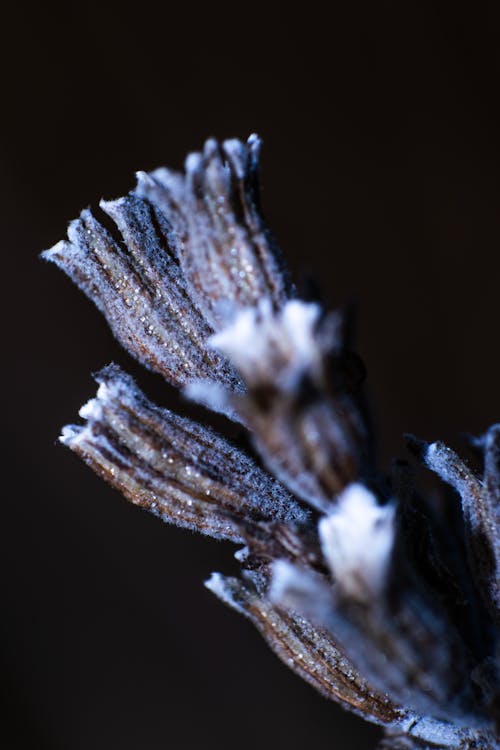 Foto d'estoc gratuïta de espígol, flor, macro