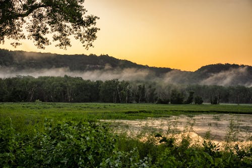 Darmowe zdjęcie z galerii z bagno, drzewa, krajobraz