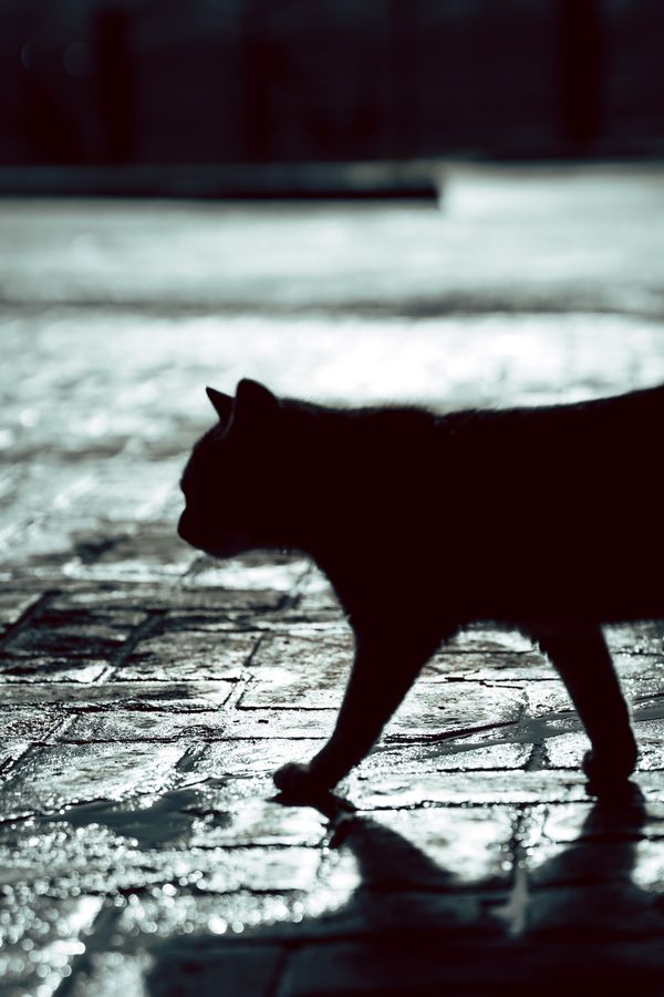 A Black Cat Walking · Free Stock Photo