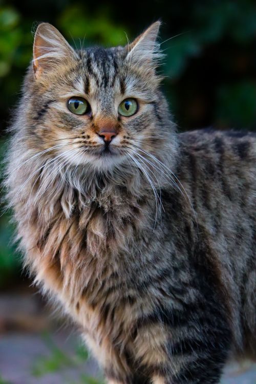 Free A fluffy tabby cat with striking green eyes in an outdoor setting, in focused detail and vivid colors. Stock Photo