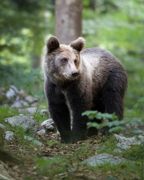 Free A young brown bear in its natural habitat in Markovec, Cerknica, Slovenia. Stock Photo