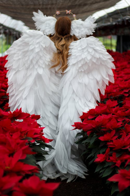 Back View of Woman in Angel Wings Standing among Red Flowers