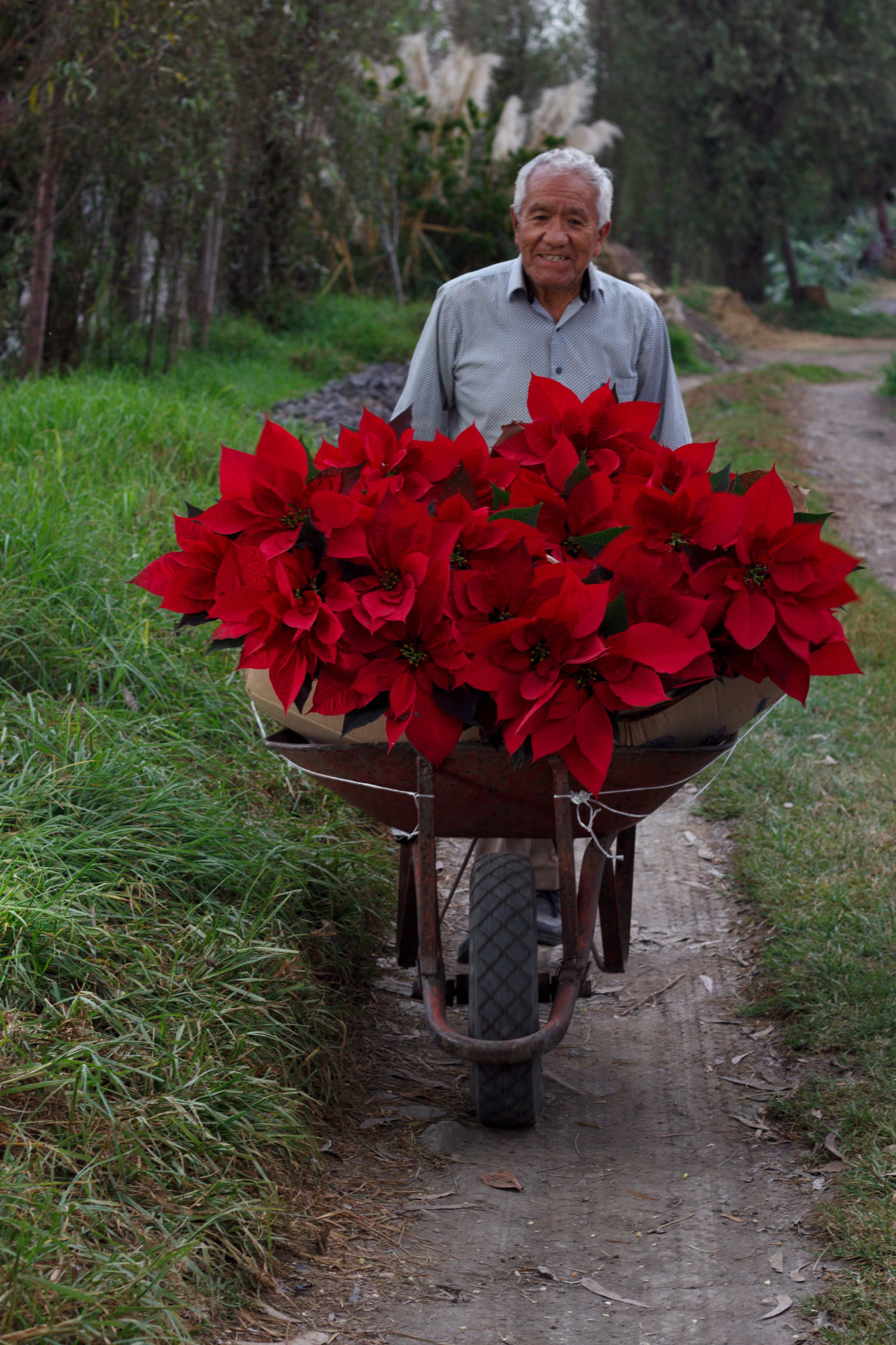 Flowers in a wheelbarrow hi-res stock photography and images - Alamy