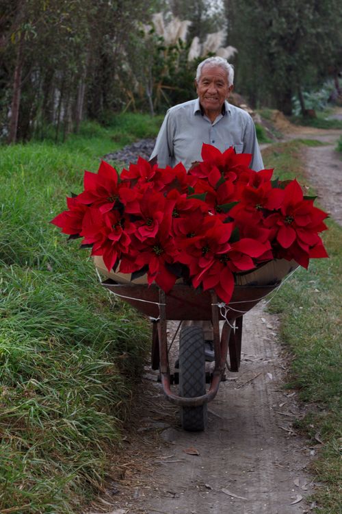 Flowers in a wheelbarrow hi-res stock photography and images - Alamy Flowers in a wheelbarrow hi-res stock photography and images - Alamy