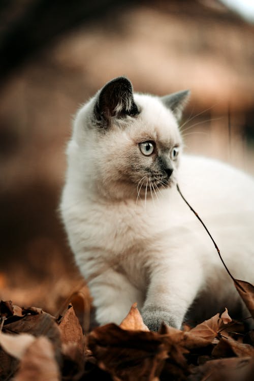 Free Whtie Kitten on Autumn Leaves Stock Photo