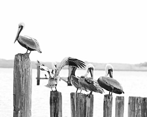 Pelican Birds Perching on Pales