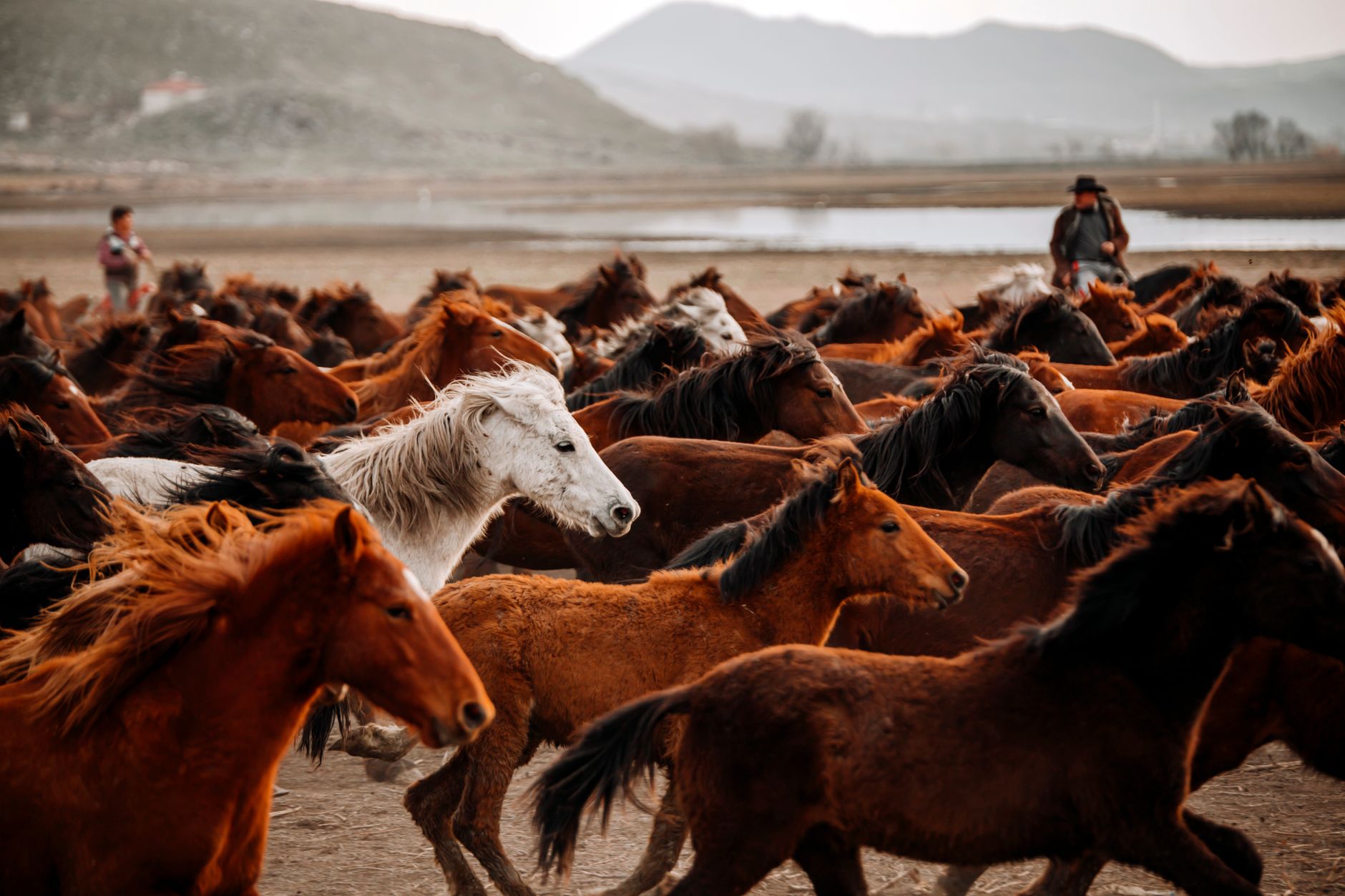 A captivating scene of horses galloping across a rural landscape at sunset, showcasing their wild beauty.
