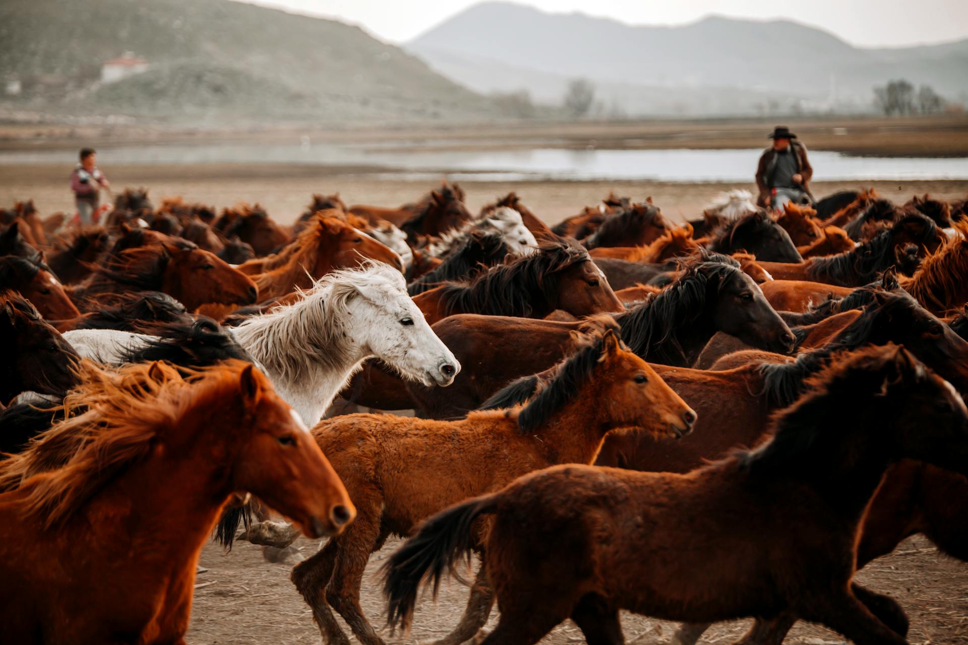 Herd of Horses Driven by Wranglers