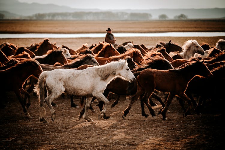 Cowboy Working Herd Of Horses On A Ranch