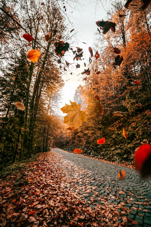 Autumn Leaves Falling on the Cobblestone Road in the Forest