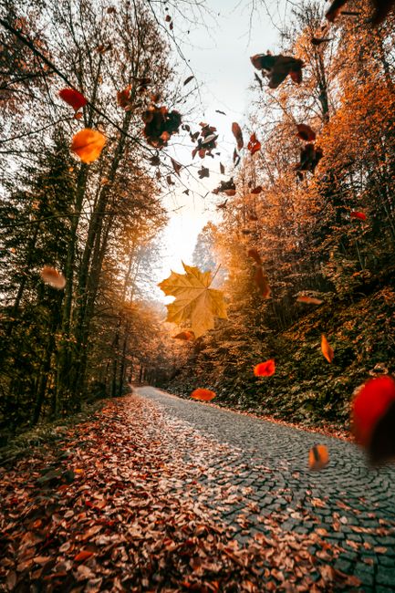 Fotomural Explora una tranquila escena de bosque otoñal con hojas vibrantes cayendo a lo largo de un camino de piedra desierto.