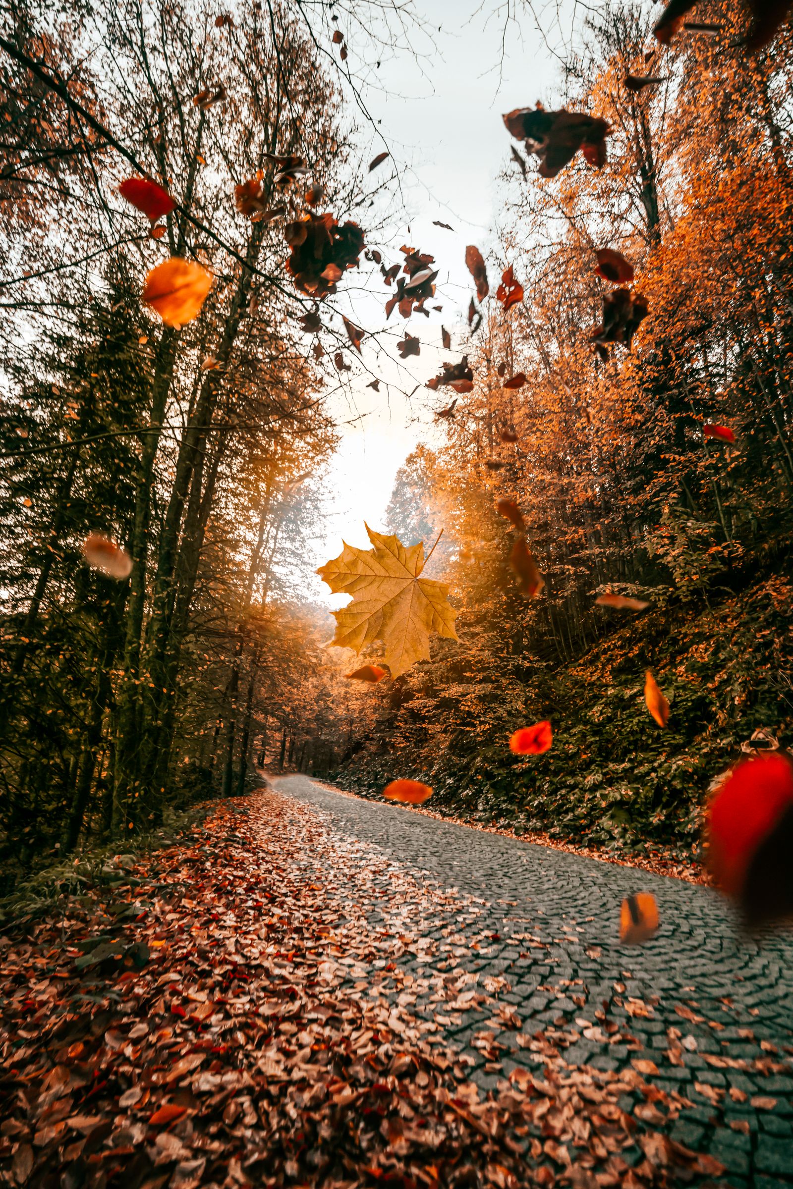 Your Fall Bucket List for South Surrey & White Rock: 12 Things to Do This Season