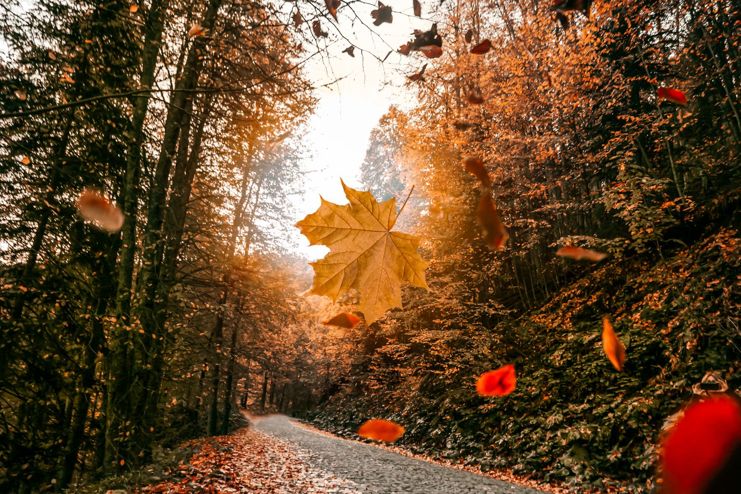 Fall Image 10mb 60,000+ Best Fall Pictures · 100% Free Download · Pexels Stock Photos