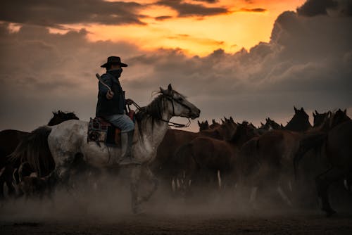 Kostenloses Stock Foto zu arbeiten, cowboy, dämmerung