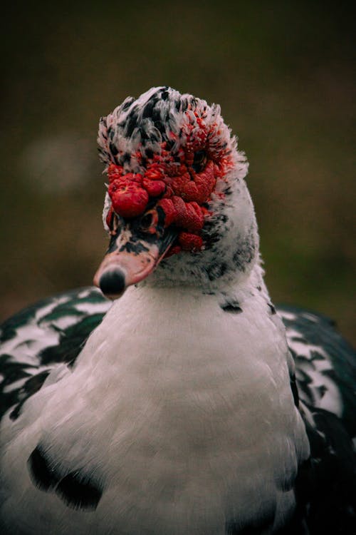 Close-up of a Muscovy Duck