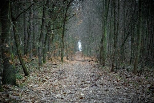 Бесплатное стоковое фото с глубокий, голый, деревья