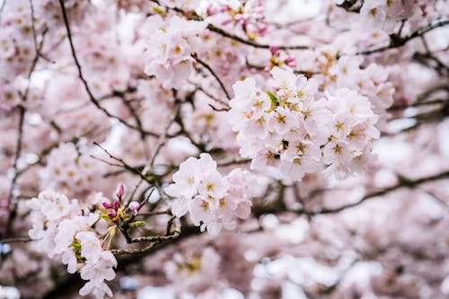 Blooming Tree Branch