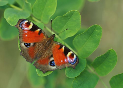 Foto stok gratis akasia, invertebrata, kupu-kupu