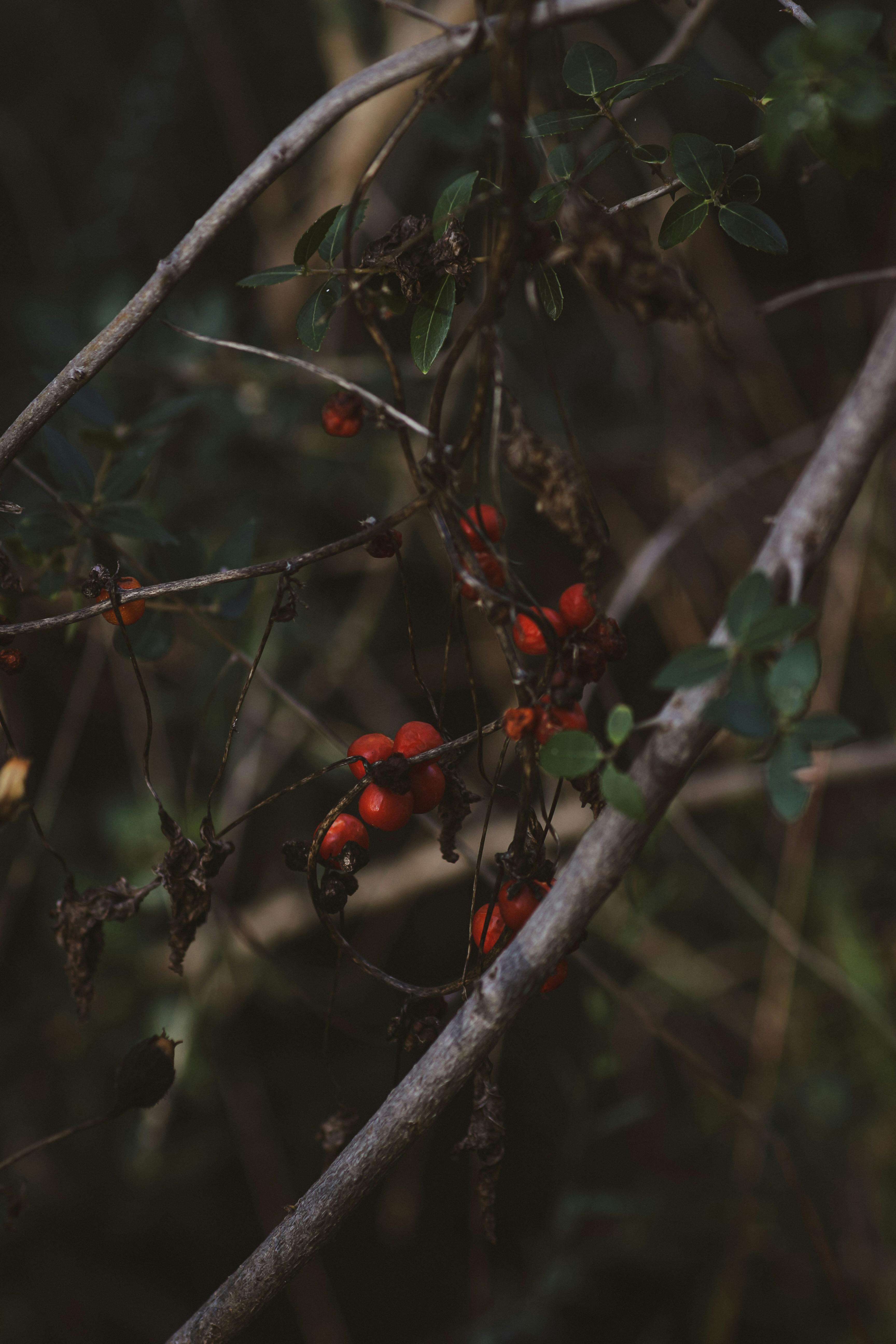 A dark and moody capture of vibrant red berries among twigs and foliage.