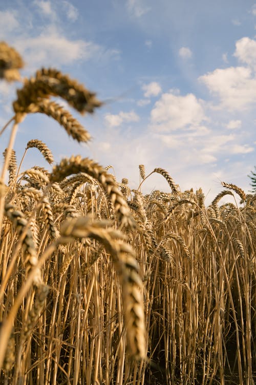 Foto stok gratis bidang, gandum, ladang gandum