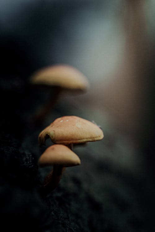 Close-up of Mushrooms Growing in a Forest