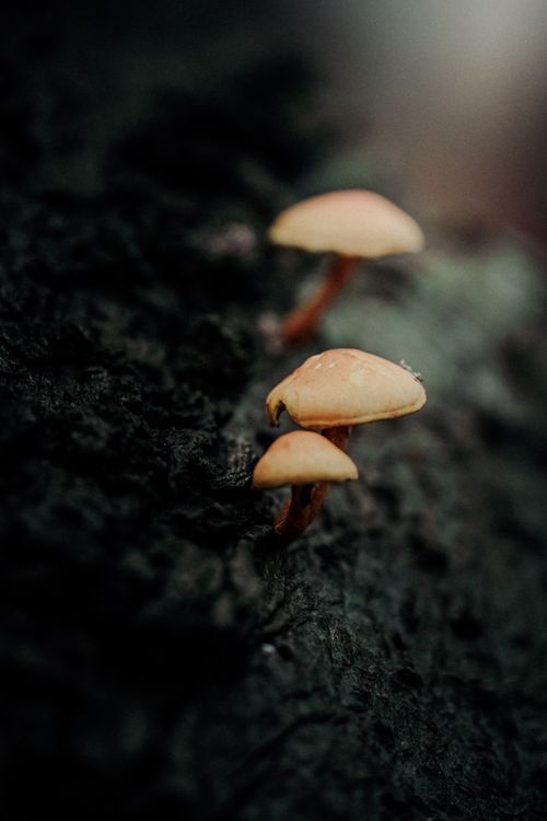 Free Moody close-up of mushrooms growing on a tree, highlighting nature's subtle beauty. Stock Photo