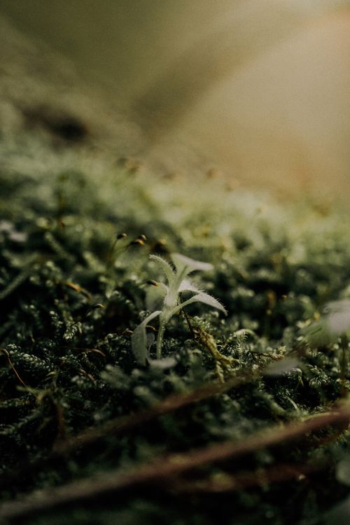 Free Soft focus close-up of moss and plant illuminated by sunlight, evoking tranquility. Stock Photo