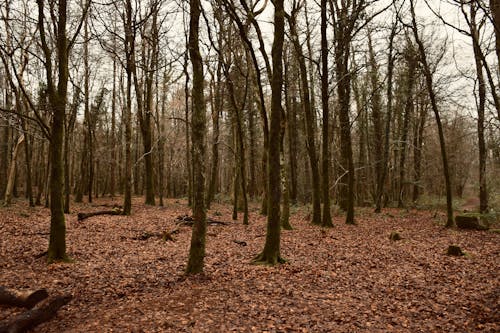 Foto d'estoc gratuïta de alba, arbres, boira