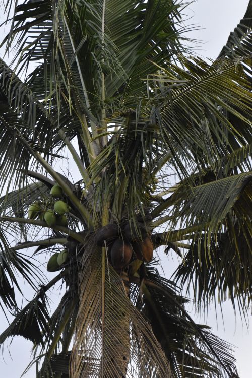 Free A vibrant palm tree with coconuts, displaying lush leaves in a tropical setting. Stock Photo