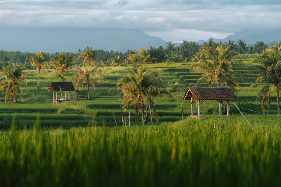 <b>1. Ubud: Ketenangan di Tengah Hijaunya Sawah</b> <b>1. Ubud: Ketenangan di Tengah Hijaunya Sawah</b>
